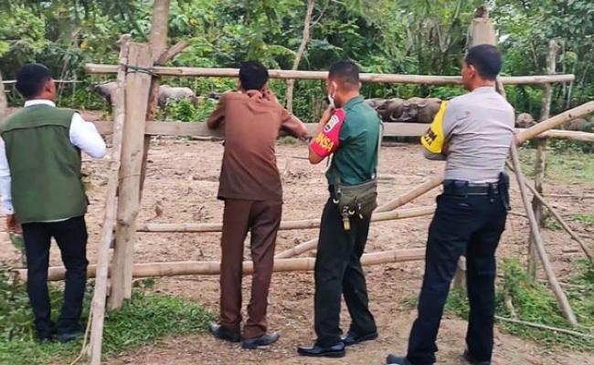 Petugas Gabungan Temukan 50 Ekor Kerbau di Rohul Terjangkit Gejala PMK