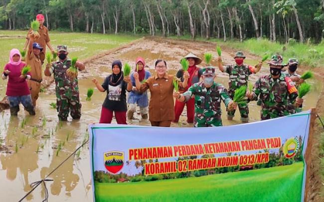 Dukung Ketahanan Pangan, TNI di Rokan Hulu, Riau Bantu Tanam Padi Sawah