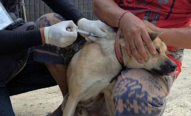 Empat Selamat, Seorang Warga Inhil Meninggal Setelah Digigit Anjing Rabies