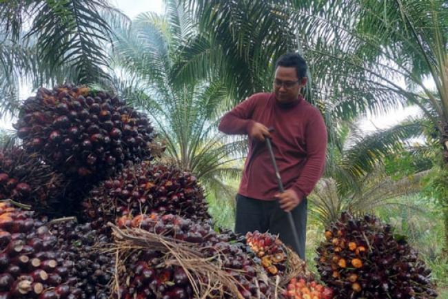Naik Lagi, Berikut Harga Sawit Riau Seminggu Kedepan