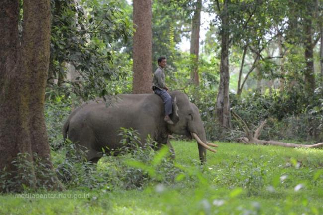 Tim BBKSDA Riau Giring Gajah Liar di Desa Karya Indah Kampar
